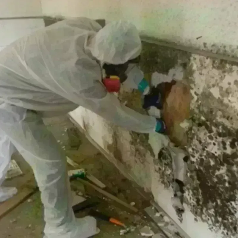 Mold Remediation and Removal in Rockwell, IA